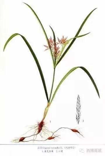 【莎草】正读为"梭草",易误为"沙草".