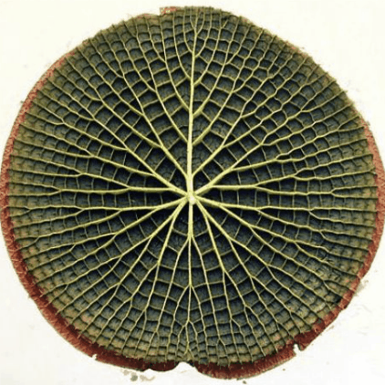 王莲叶片向阳面非常光滑