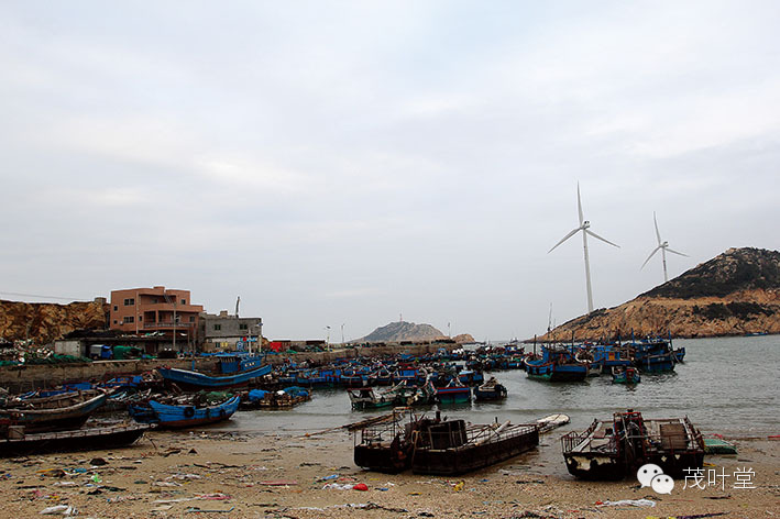 在小岞镇的七里湖有一片国家一级防护林——"小岞妇女林场",林场绵延2