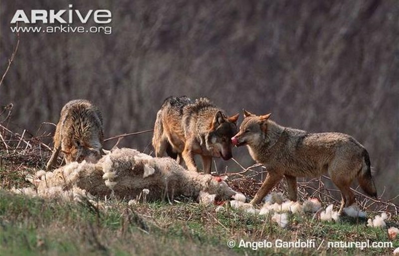 狼图腾中的狼与现实中的狼