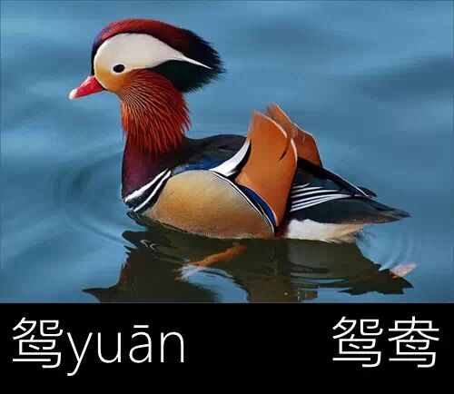 知识带你认识几个鸟字