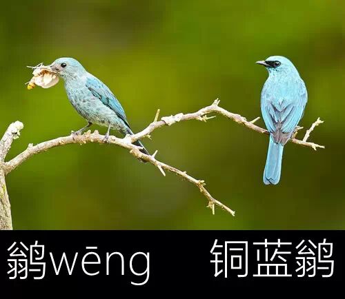 在《中国鸟类野外手册》中,这个字被写作"千干鸟",读音"yan",可遍寻