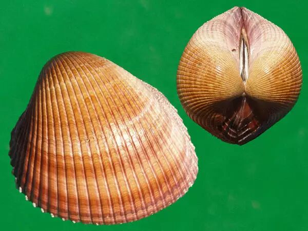 巨鸟尾蛤maoricardium pseudolima (lamarck,1819)这种有多大呢, 很