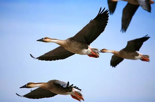 在天愿作比翼鸟那些被曲解的爱情模范