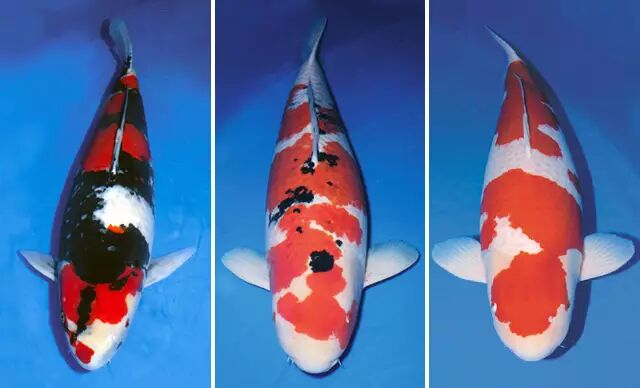 轉發這條錦鯉 等等 你瞭解你轉的錦鯉嗎 果殼網 微文庫