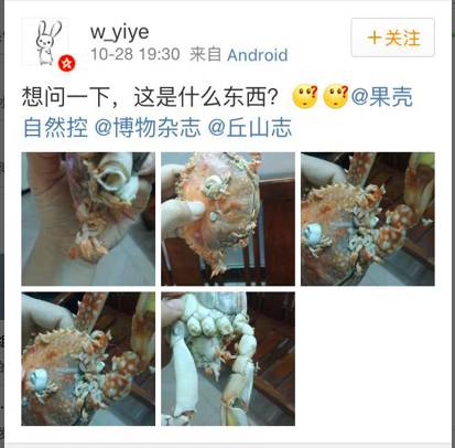 快看看你吃的螃蟹生蚝壳上有没有长这种怪东西