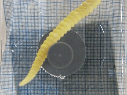 冷知识海马不但是鱼还是种尾巴截面为方形的鱼