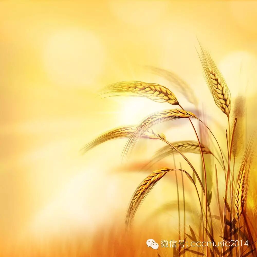 7878诗歌故事▍一粒麦子完美讲述了整本圣经和2千年教会历史