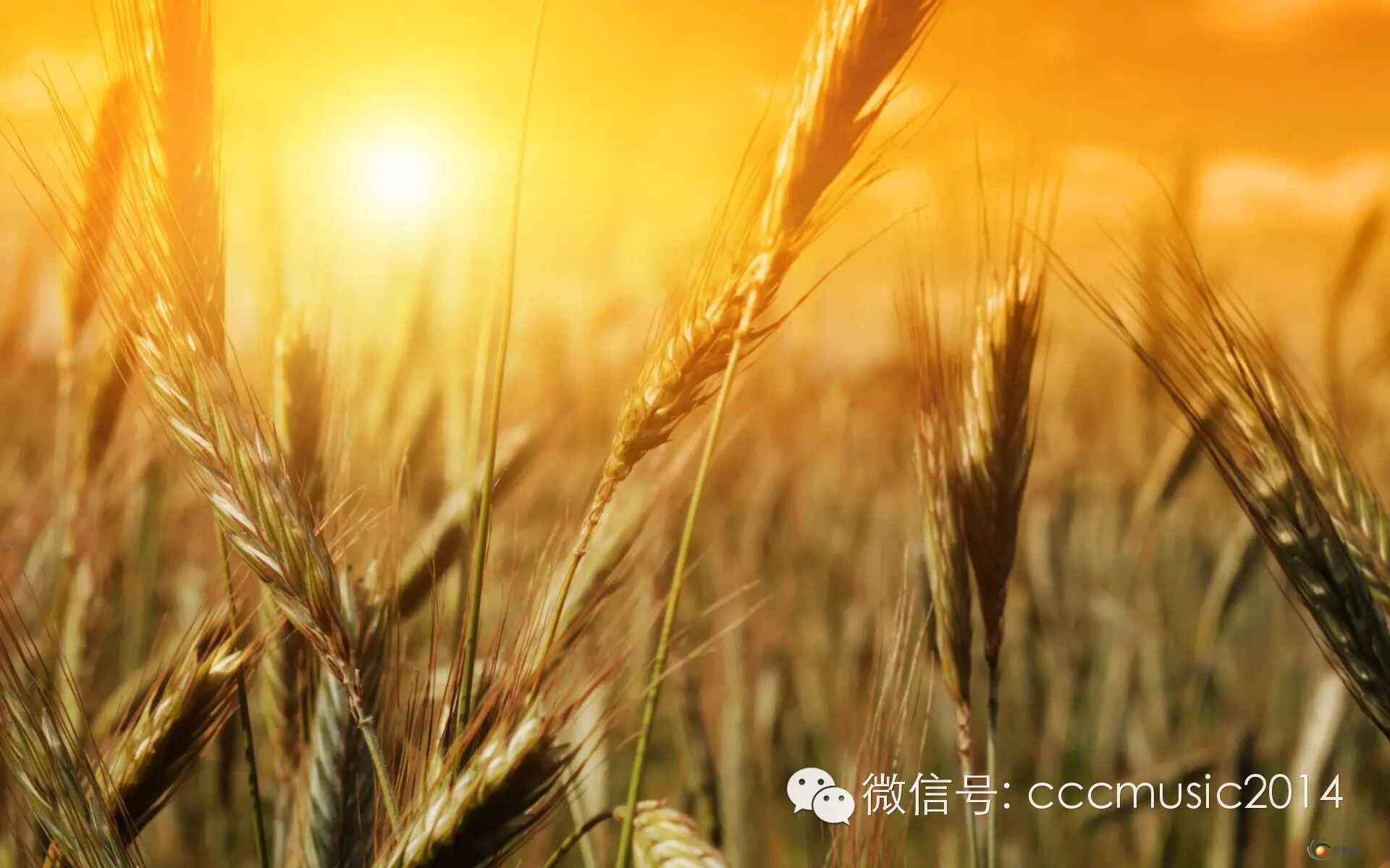 7878诗歌故事▍一粒麦子完美讲述了整本圣经和2千年教会历史