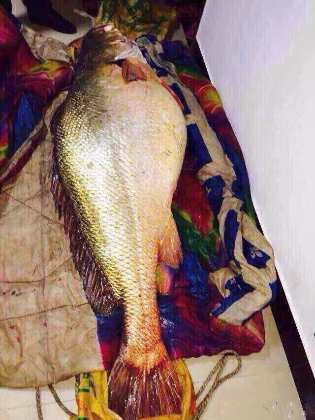 体重50公斤以上的野生大黄鱼就极其罕见了,捕到如此大的更是震撼!