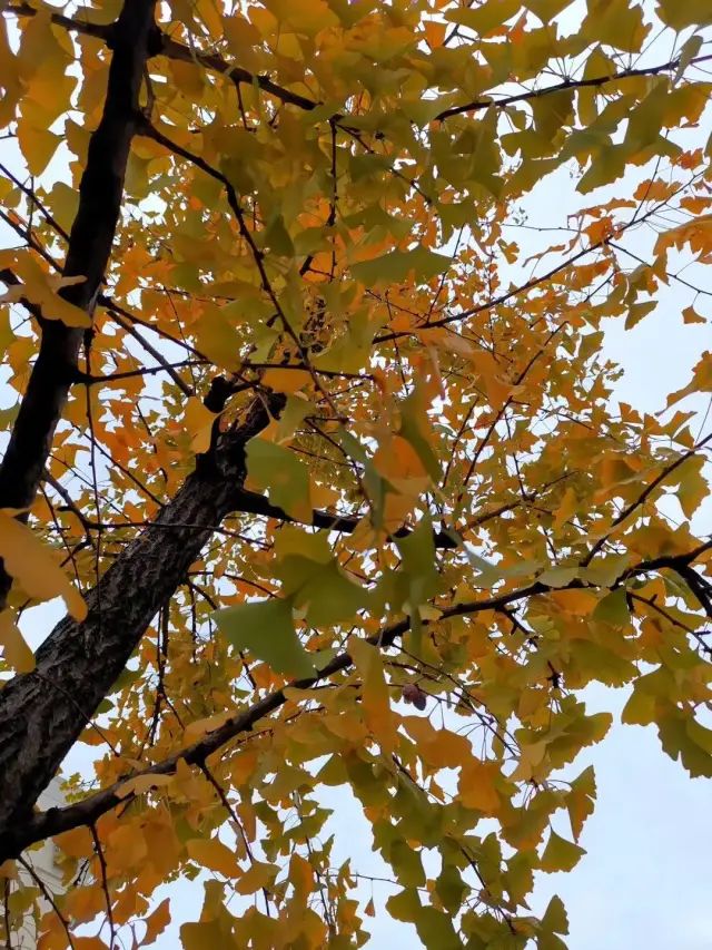 秋冬之际，喝这些茶补水润肺！