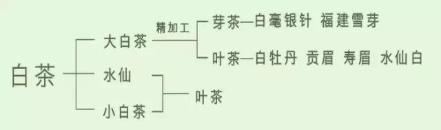 这才是真正的白茶