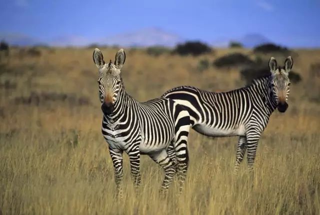 南非国宝动物图片