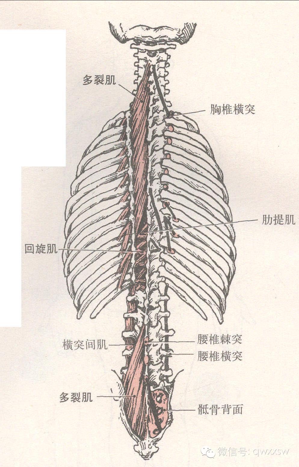 脊柱肌肉解剖图详细图图片