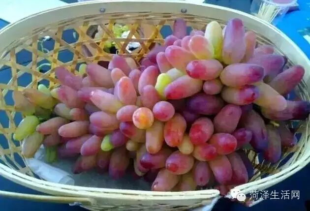 如果在菏泽发现这样的转基因葡萄,切记千万别买!