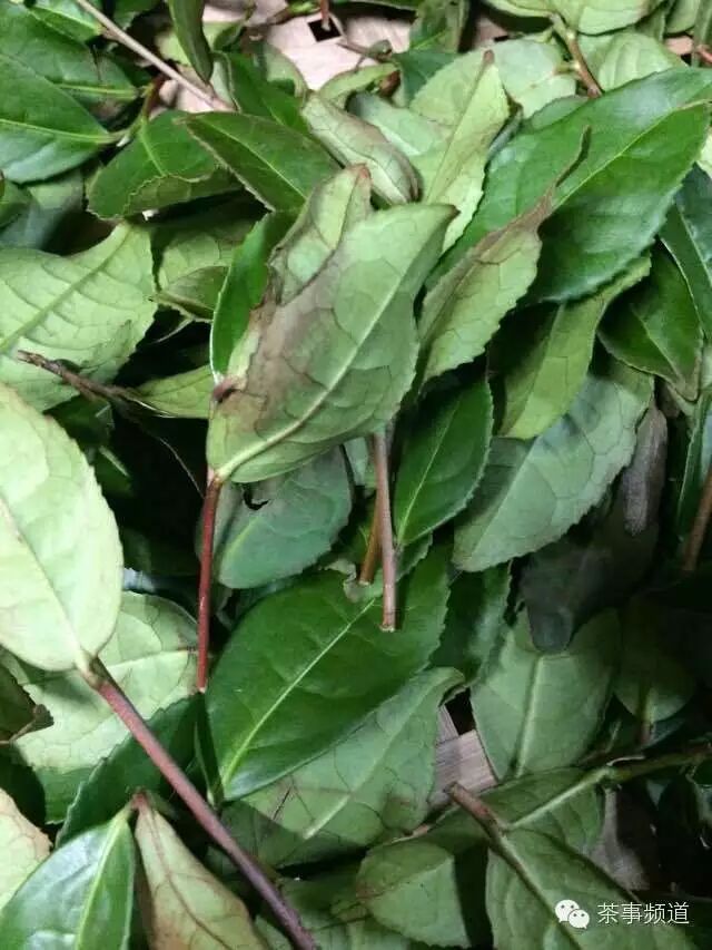 如在做青阶段,要灵活地掌握"看天做青"和"看青做青".