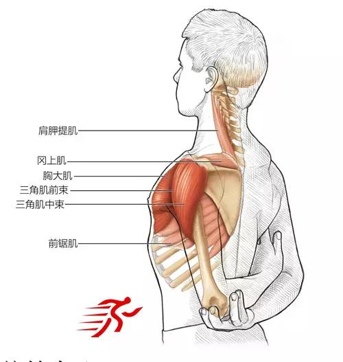 最系统的肩部拉伸运动训练