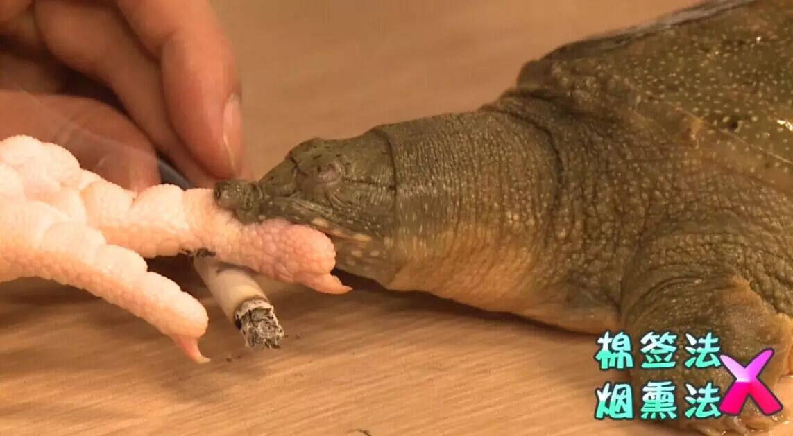 严肃点别笑被甲鱼咬住嘴巴怎么破