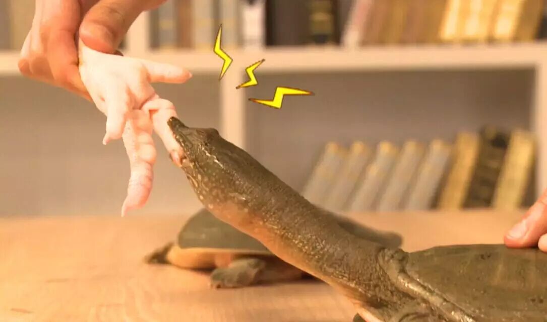 严肃点别笑被甲鱼咬住嘴巴怎么破