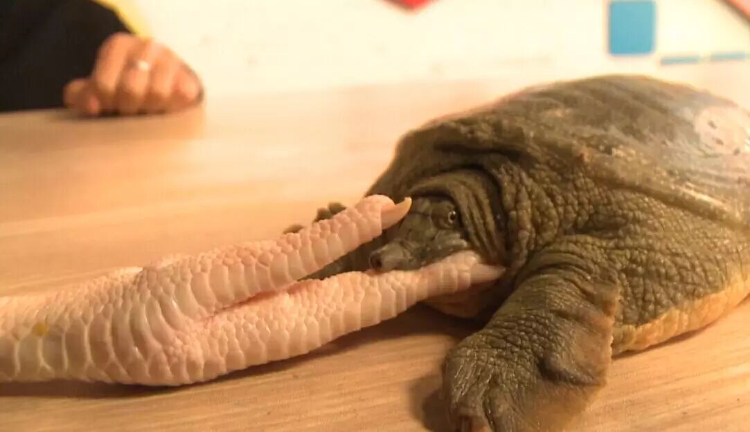 严肃点别笑被甲鱼咬住嘴巴怎么破