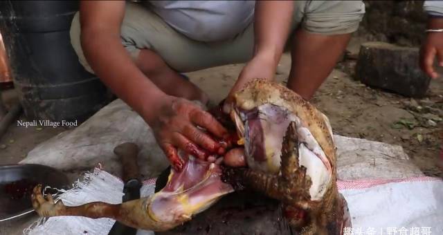 怎么联系当地鸡中国小伙在尼泊尔农村花450卢比买只鸡，来当地村长家加餐_https://www.jmylbn.com_新闻资讯_第17张