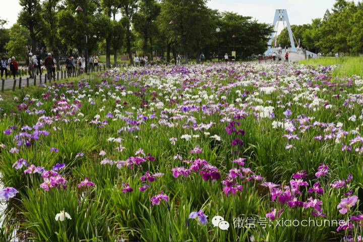 视角 未必菖蒲花 只向石城生 华人感闻 小春论坛 小春