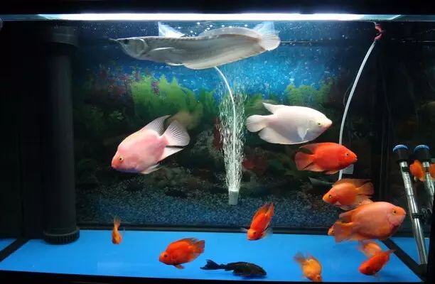 飞凤是国人及海外华侨较喜爱饲养的一种观赏鱼,一般和"龙"混养,遭意