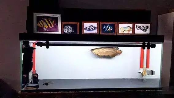 壁挂鱼缸造景图片饭店_鱼缸河流造景图片_金龙鱼缸里造景图片