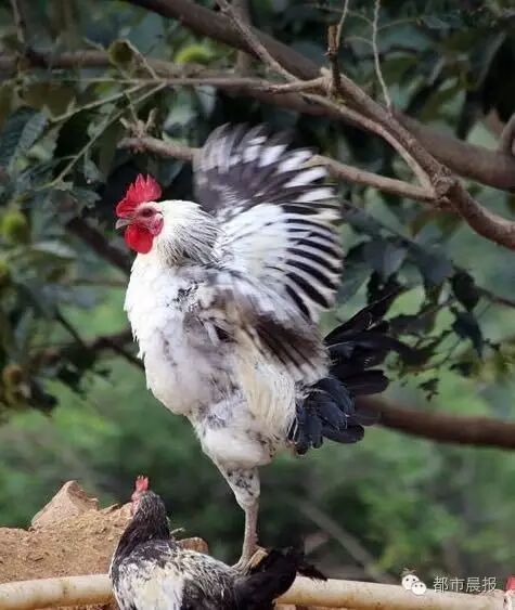 林间花羽散养鸡基地在500余亩的山地果园上,仍采用古人的放养方式