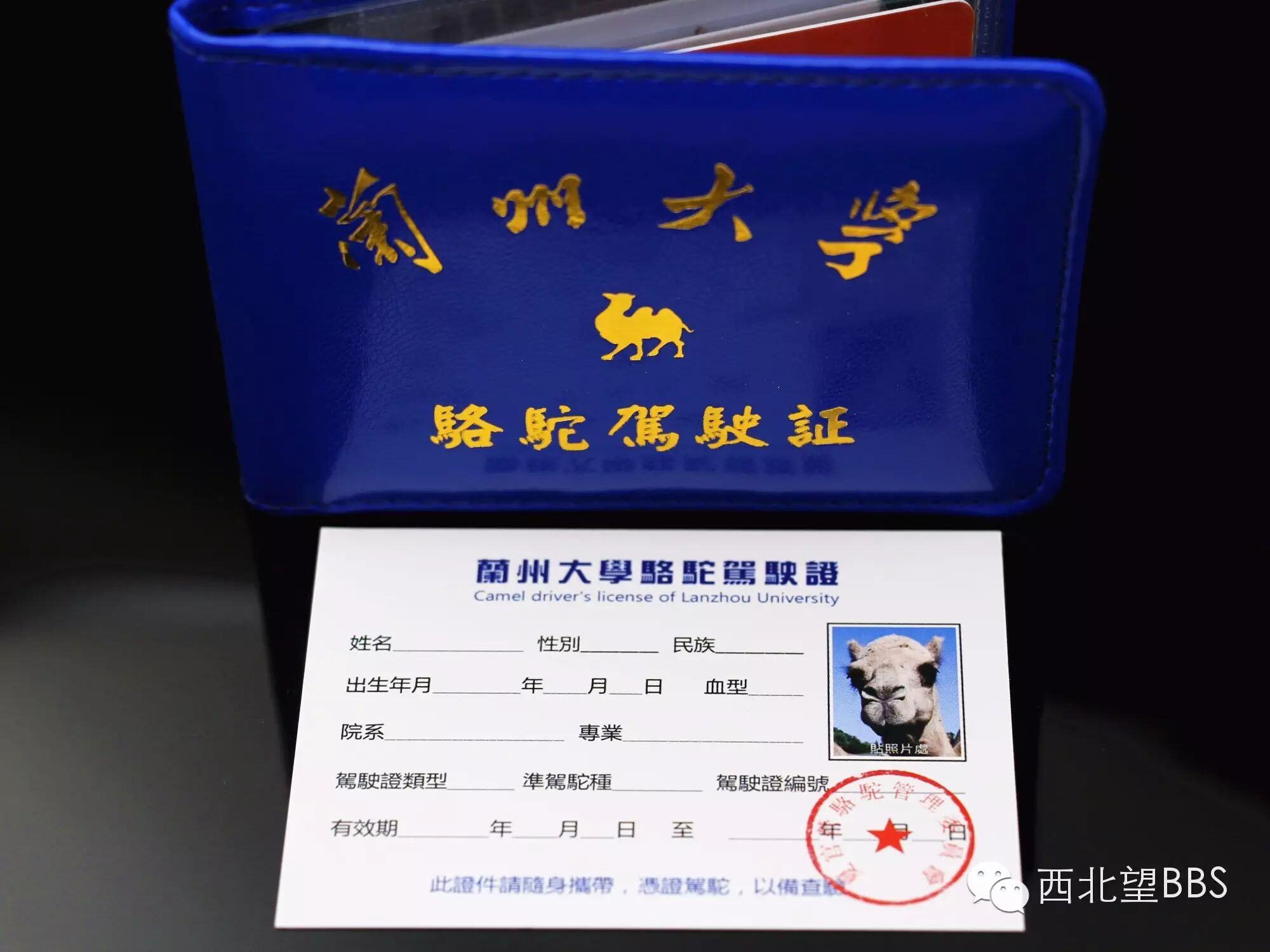 每一个兰大人心中都有匹骆驼,有本骆驼驾驶证