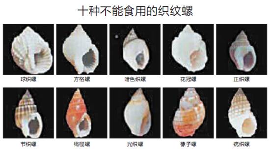 辨识有毒织纹螺