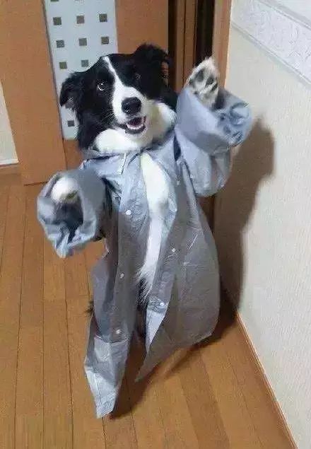鏟屎官們給狗子做的奇葩雨衣，真是笑噴了 寵物 第3張