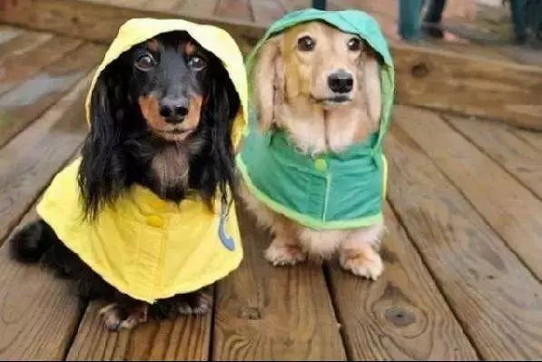 鏟屎官們給狗子做的奇葩雨衣，真是笑噴了 寵物 第2張