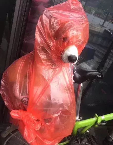 鏟屎官們給狗子做的奇葩雨衣，真是笑噴了 寵物 第6張