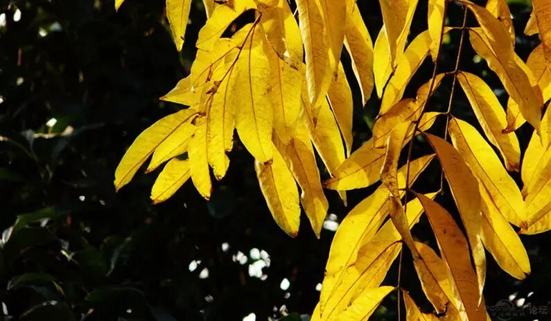 无患子有了它肥皂就没用了