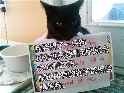 猫的忏悔