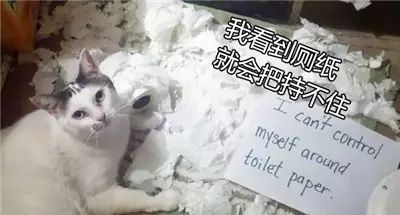 猫的忏悔