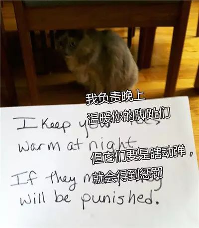 猫的忏悔