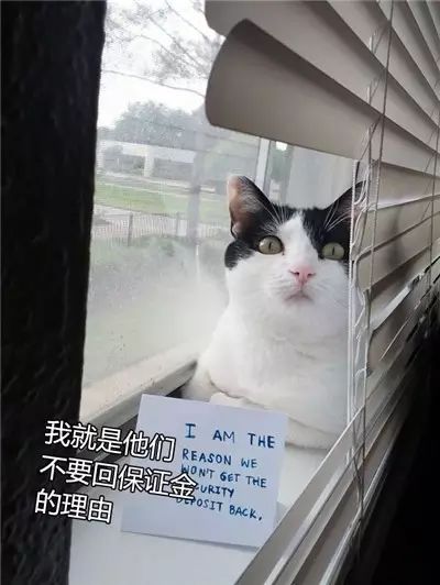 猫的忏悔