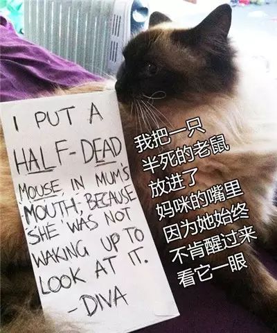 猫的忏悔