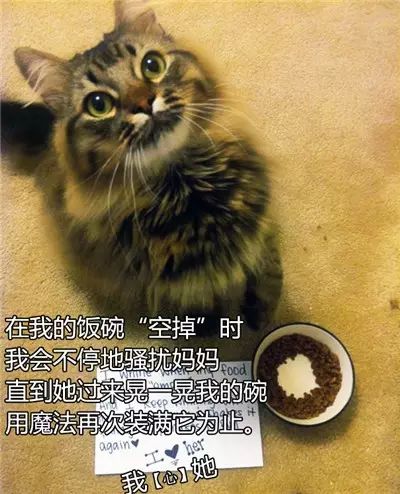 猫的忏悔