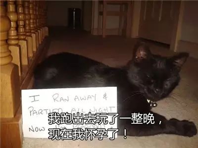 猫的忏悔