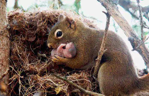 松鼠对同类其实特别友善，他们看到弃婴松鼠宝宝，基本都会主动收养。