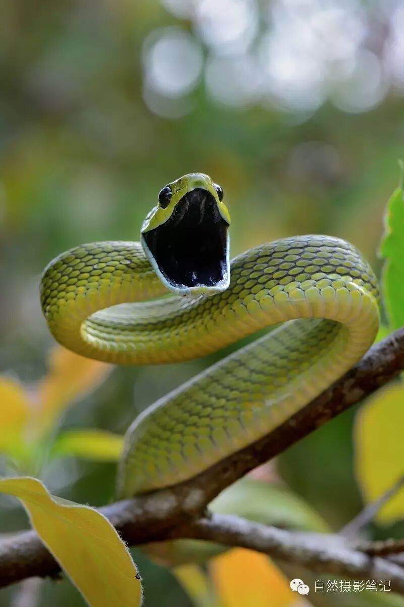 绿林蛇是树栖性蛇类,主要生活于山区林中水源丰富处,在国内主要分布于