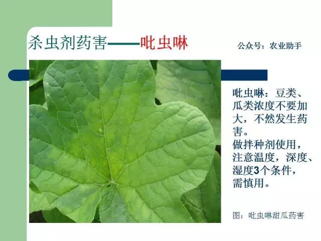 农药药害高清图谱（史上最全版）