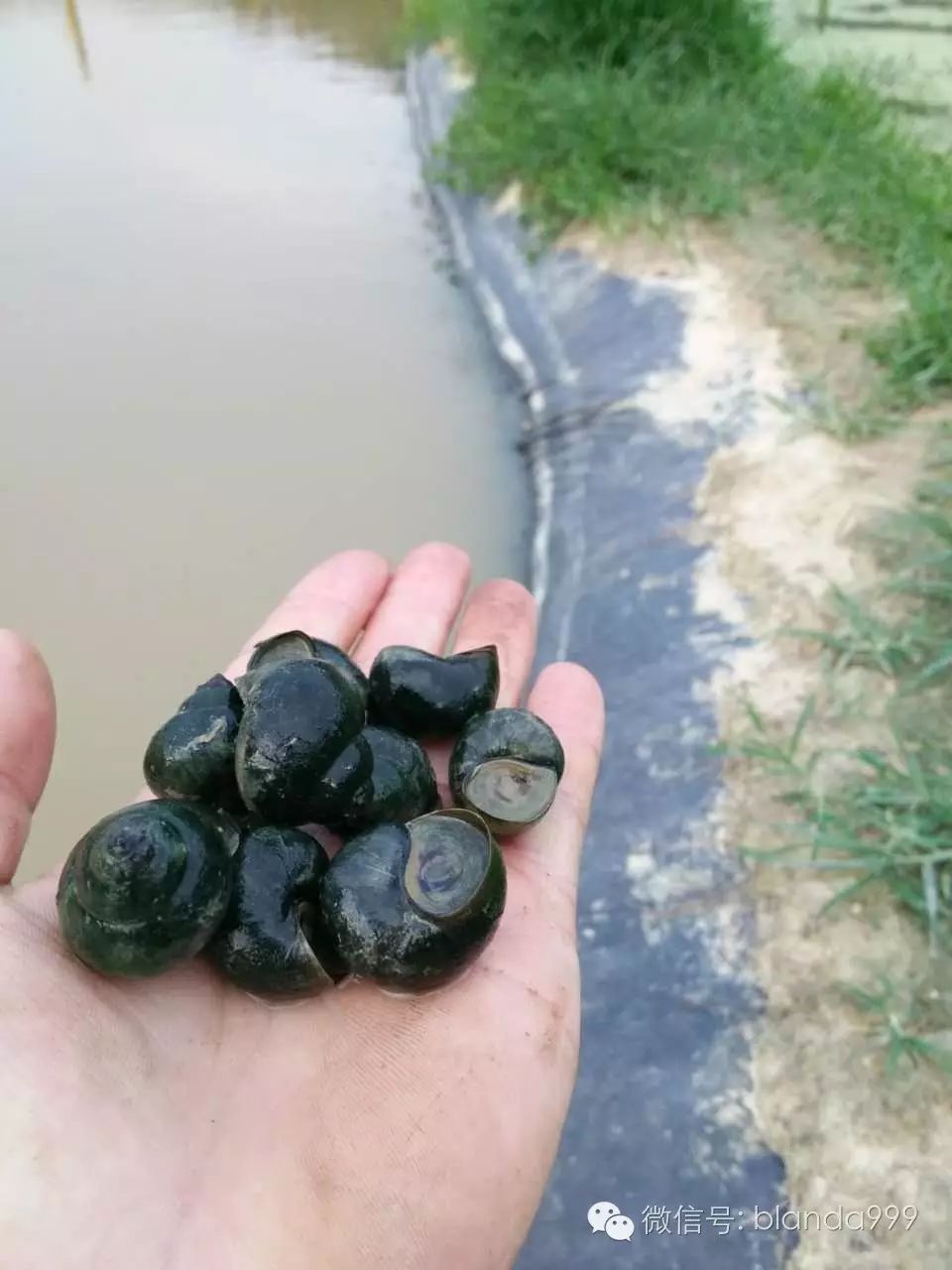 广西梧州博兰达合作社田螺养殖项目发展良好,螺仔繁殖产量高长势好