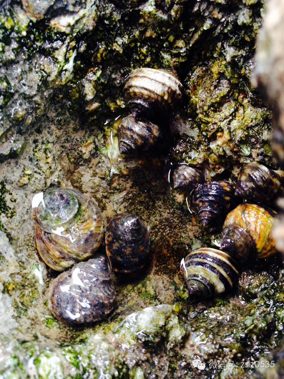 离莱州市区最近的挖蛤喇地点