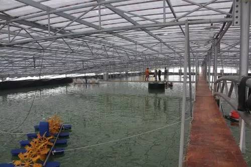 罗氏沼虾工厂化养殖图片
