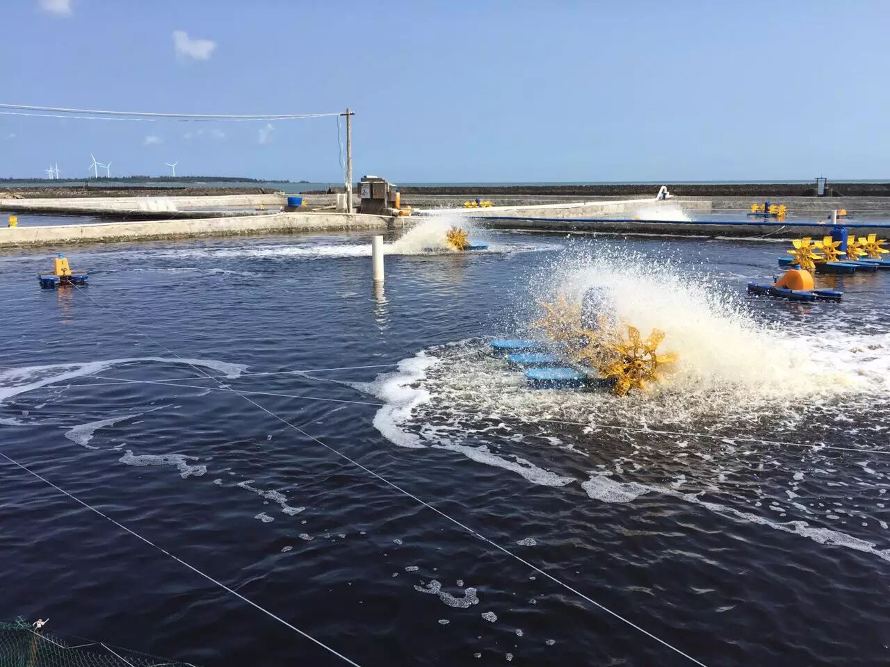 强微生物:助力虾农高位池单造亩产7200斤 聚焦海南水产