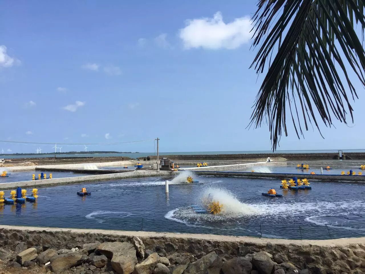 强微生物:助力虾农高位池单造亩产7200斤 聚焦海南水产